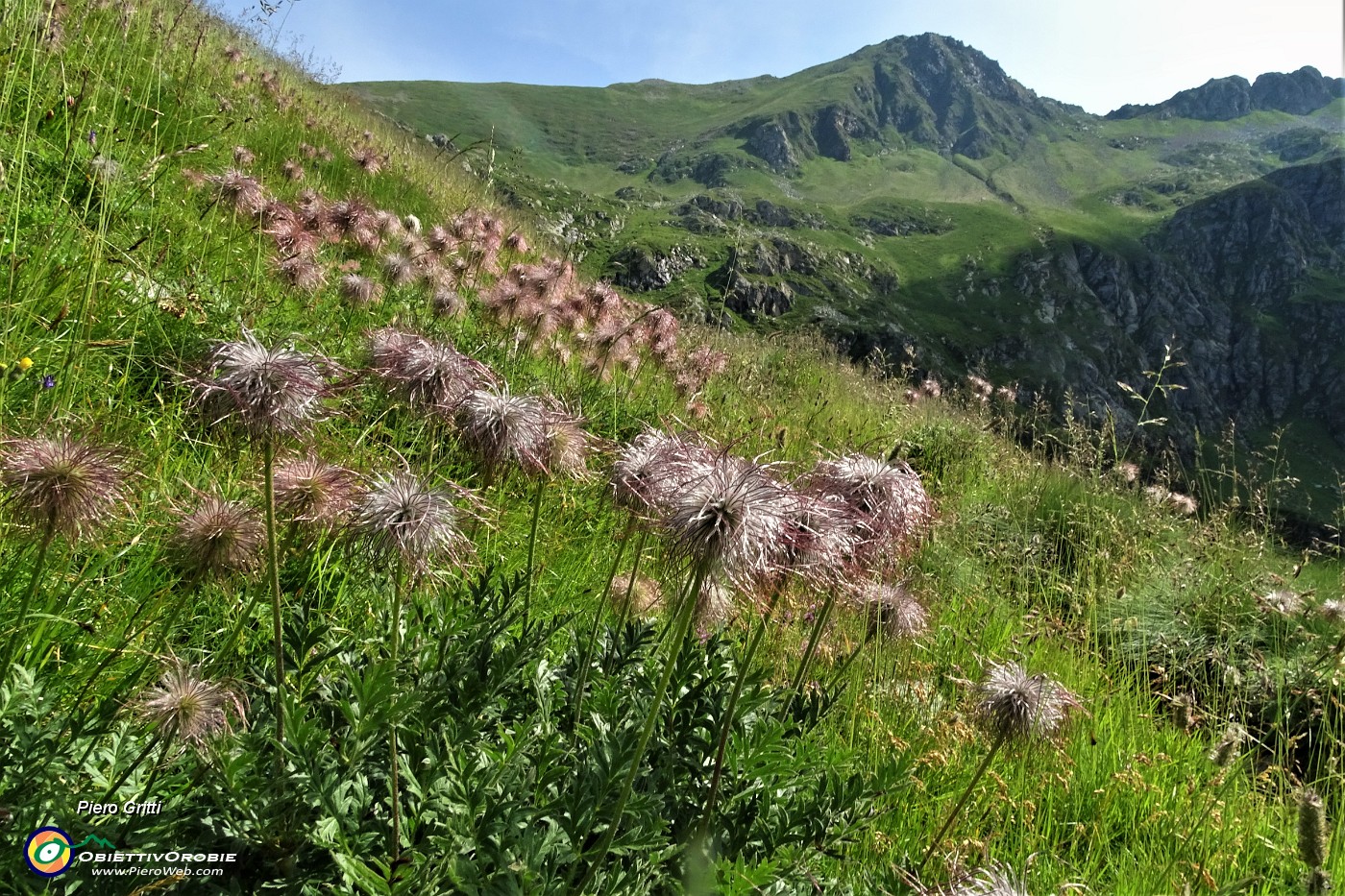 30 Fiori di pulsatilla alpina sfiorita salendo dal Lago di Valsambuzza al Passo di Publino .JPG